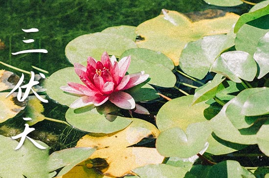 2023年三伏天一共有多少天 从什么时候开始 2023年三伏天一共有多少天 从什么时候开始