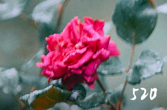 关于520的问候祝福语大全2023 关于520的问候祝福语大全2023