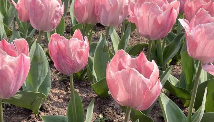 2023年5月21日代表什么意思 2023年5月21日谐音是什么