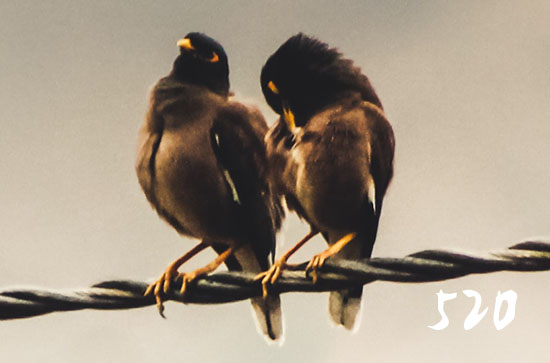 温馨版520祝福语大全2023 温馨版520祝福语大全2023