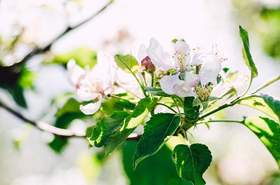 2023年三伏天时间表 初伏中伏末伏各多少天