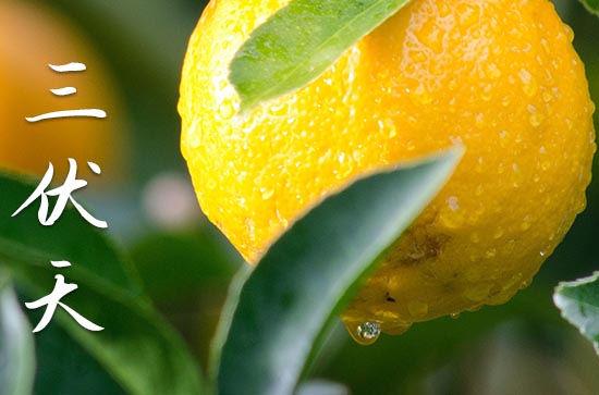 2023年入伏时间和出伏时间 今年的伏天是几月几日开始 2023年入伏时间和出伏时间 今年的伏天是几月几日开始