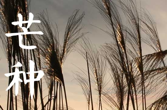 2023芒种是农历几月几日几时 2023芒种农历是哪一天 2023芒种是农历几月几日几时 2023芒种农历是哪一天