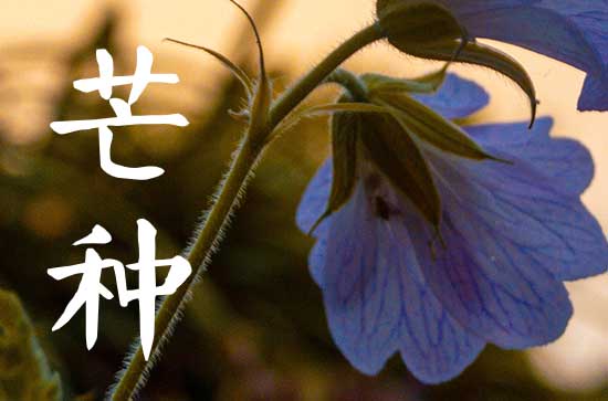 2023年芒种是几月几号 2023芒种美好寓意是什么