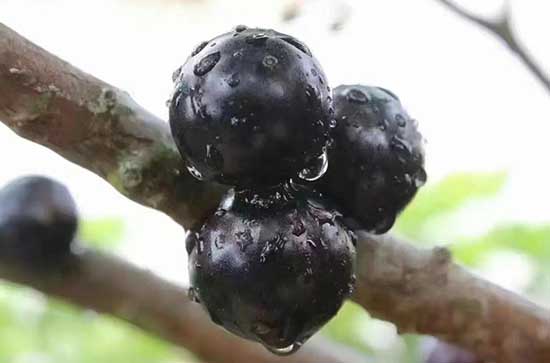 蓝莓可以用热水烫一下吃吗 蓝莓能用开水烫一下吃吗 蓝莓可以用热水烫一下吃吗 蓝莓能用开水烫一下吃吗
