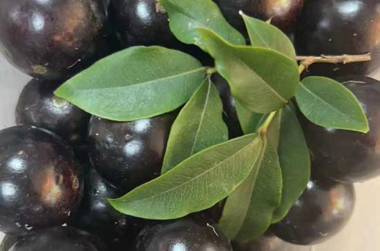 蓝莓冷冻后花青素会消失吗 蓝莓冷冻后花青素还有没有作用 蓝莓冷冻后花青素会消失吗 蓝莓冷冻后花青素还有没有作用