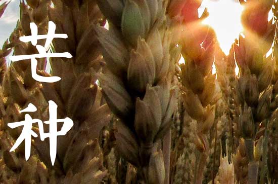 芒种养生知识 芒种的名字是怎么来的