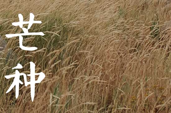 芒种节气有什么讲究 芒种节气风俗习惯 芒种节气有什么讲究 芒种节气风俗习惯