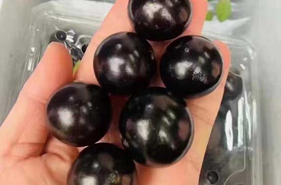 吃蓝莓大便是红色的正常吗 吃蓝莓大便为什么会变红色