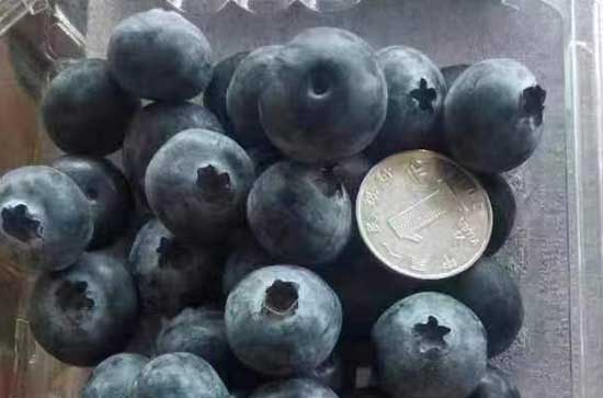 蓝莓一次吃半盒还是一盒好 蓝莓一次吃一盒还是两盒好 蓝莓一次吃半盒还是一盒好 蓝莓一次吃一盒还是两盒好
