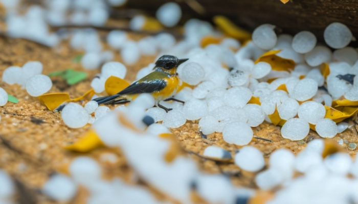 今午后到傍晚沈阳地区多云有阵雨或雷阵雨 伴有雷电、大风、冰雹等强对流天气
