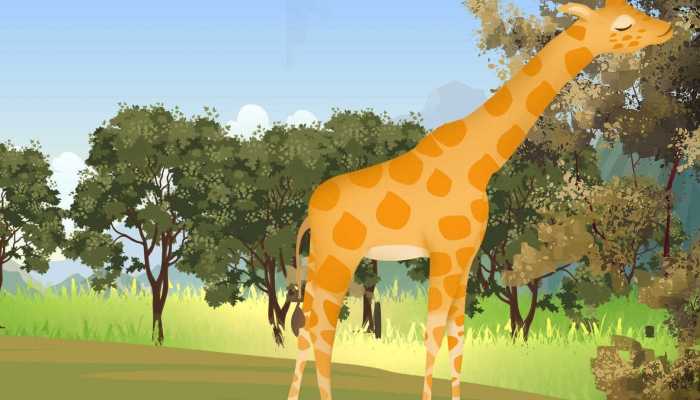 长颈鹿喝水时通常会采用什么姿势 长颈鹿是怎么喝水的