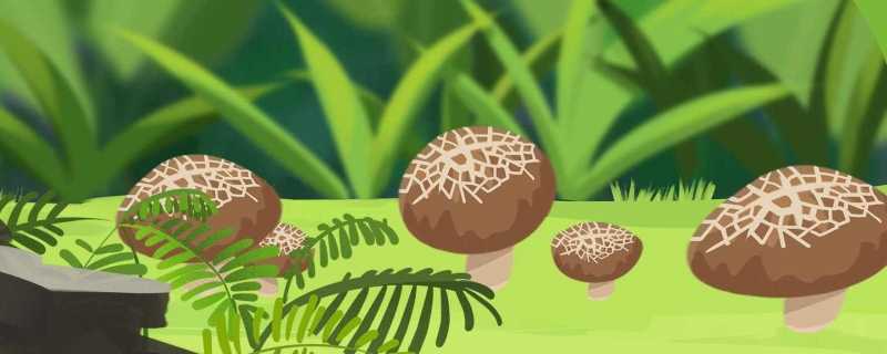 生于松林下菌蕾如鹿茸指的是哪种野生菌 生于松林下菌蕾如鹿茸是松茸还是灵芝