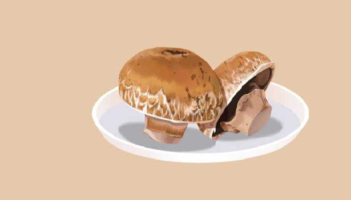 生于松林下菌蕾如鹿茸指的是哪种野生菌 生于松林下菌蕾如鹿茸是松茸还是灵芝