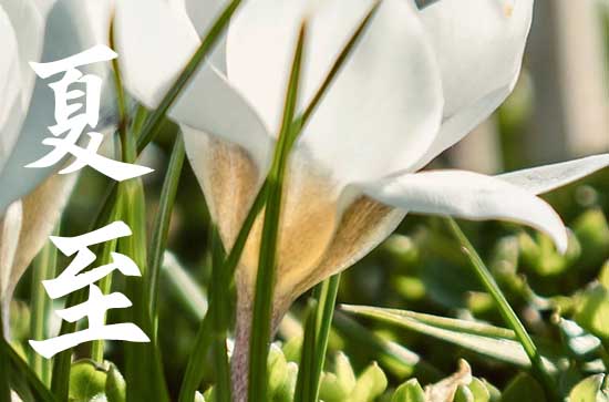 2023夏至是入伏的开始吗 夏至后的第三个庚日怎么数 2023夏至是入伏的开始吗 夏至后的第三个庚日怎么数