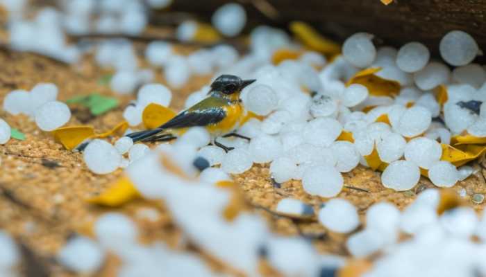 河北多地遭强对流天气：冰雹如拳 今明仍有强对流天气侵扰