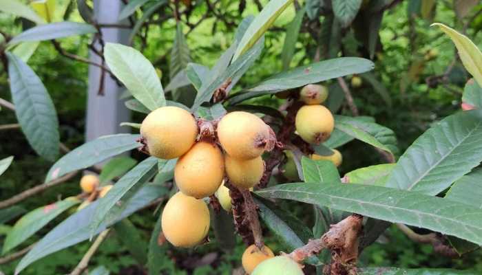 最近四川人的手指甲都是黄的 你们那枇杷熟了吗