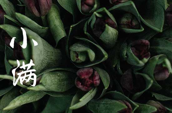 人间最好是小满优美句子语录(90条) 人间最好是小满优美句子语录(90条)