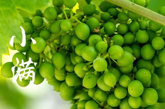 今年什么时候小满2023 今年什么时候小满2023