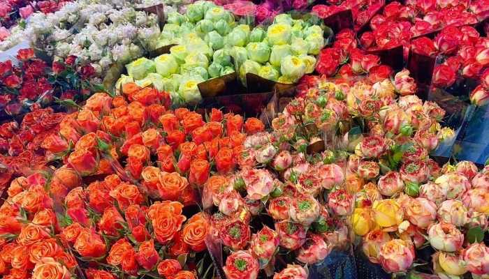 商场520鲜花遭大妈哄抢 商场回应520花墙被大妈哄抢