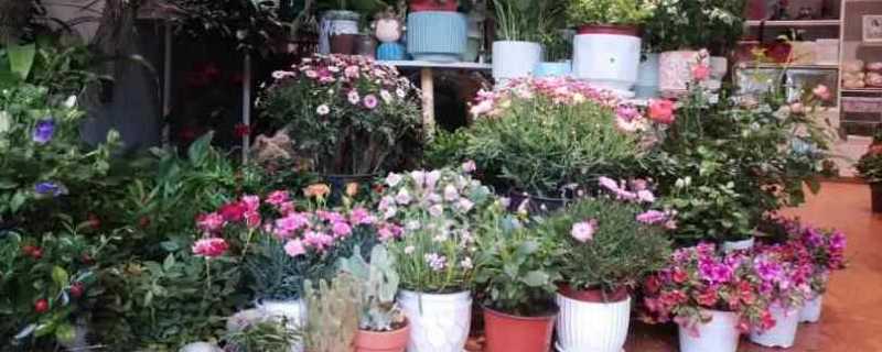 商场520鲜花遭大妈哄抢 商场回应520花墙被大妈哄抢