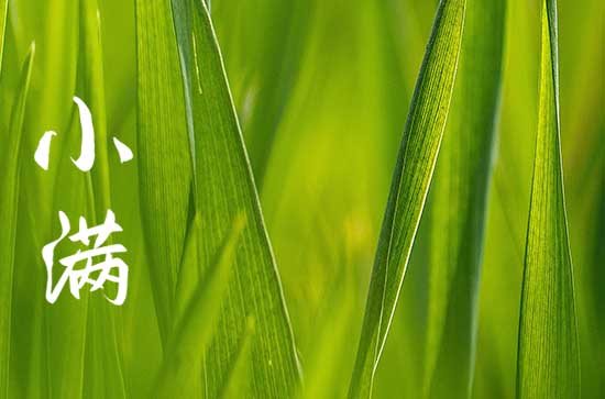 小满养生 调理饮食起居安然度夏   小满养生 调理饮食起居安然度夏