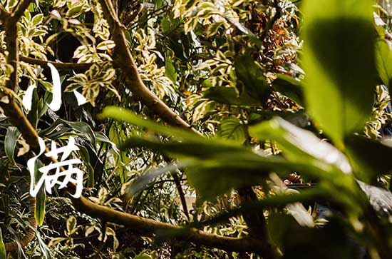 小满下雨是什么预兆 小满下雨是什么预兆