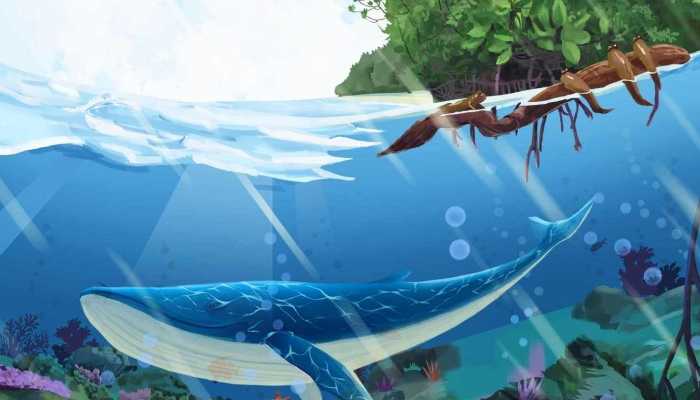 2023年是第几个国际生物多样性日 保护生物多样性个人能做什么