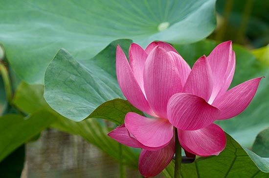 2023年三伏天具体时间 2023年三伏天具体时间