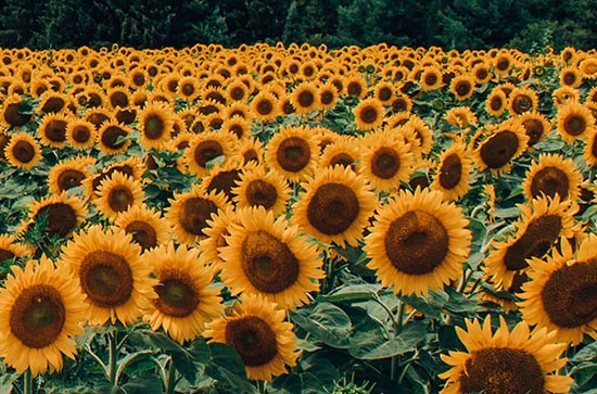 2023年什么时候入伏天 为什么说三伏天会很热 2023年什么时候入伏天 为什么说三伏天会很热