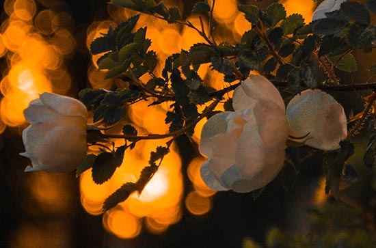 今年的三伏天一共多少天 2023年什么时候入伏天 今年的三伏天一共多少天 2023年什么时候入伏天