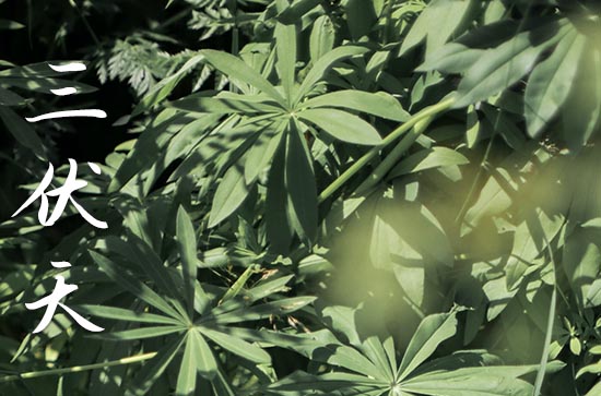 三伏天从什么时候开始至结束 三伏天从什么时候开始至结束