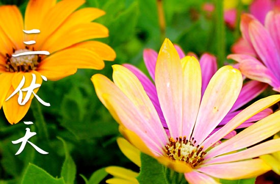 三伏天祛湿气最佳时间 三伏天祛湿气最佳时间
