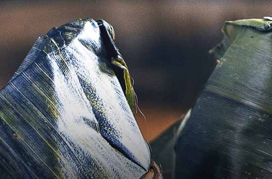 2023关于:给同学端午节搞笑祝福语 2023关于:给同学端午节搞笑祝福语