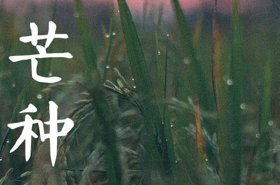 2023年芒种是哪一天,2023年芒种是几月几号几点几分 2023年芒种是哪一天,2023年芒种是几月几号几点几分